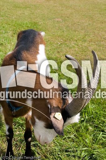 Ziege (12 von 17).jpg